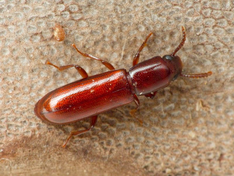 Corticeus unicolor Piller & Mitterpacher, 1783